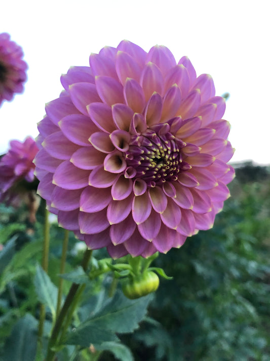 Skipley Spot of Gold