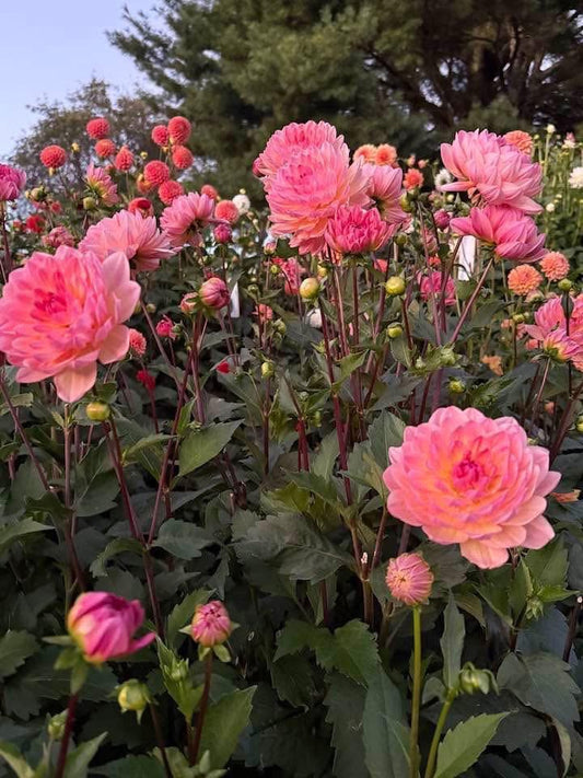 Sandia Bliss (Waterlily)