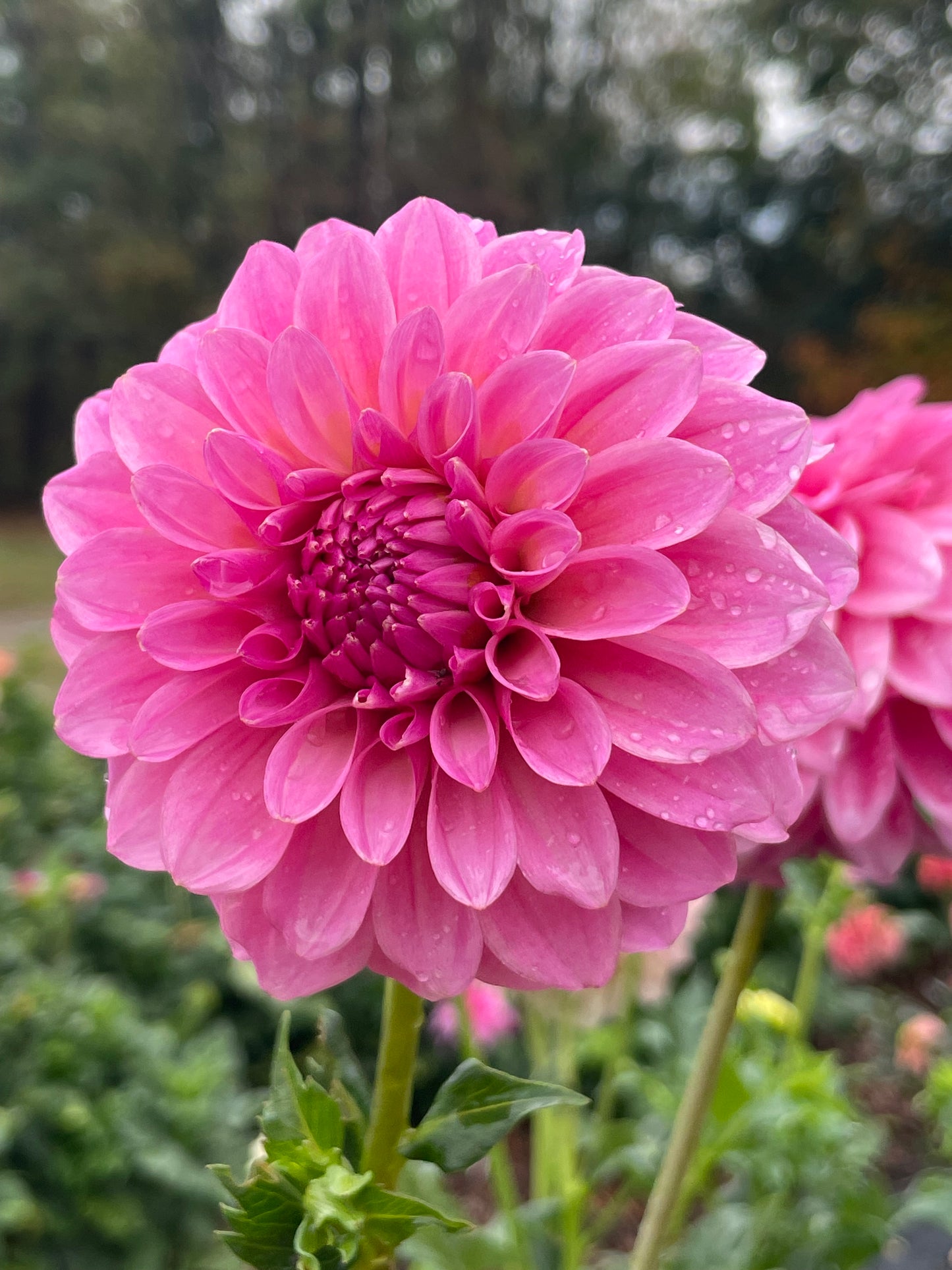 River’s Bubblegum