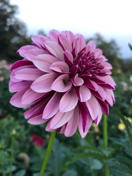 Salish Twilight Girl