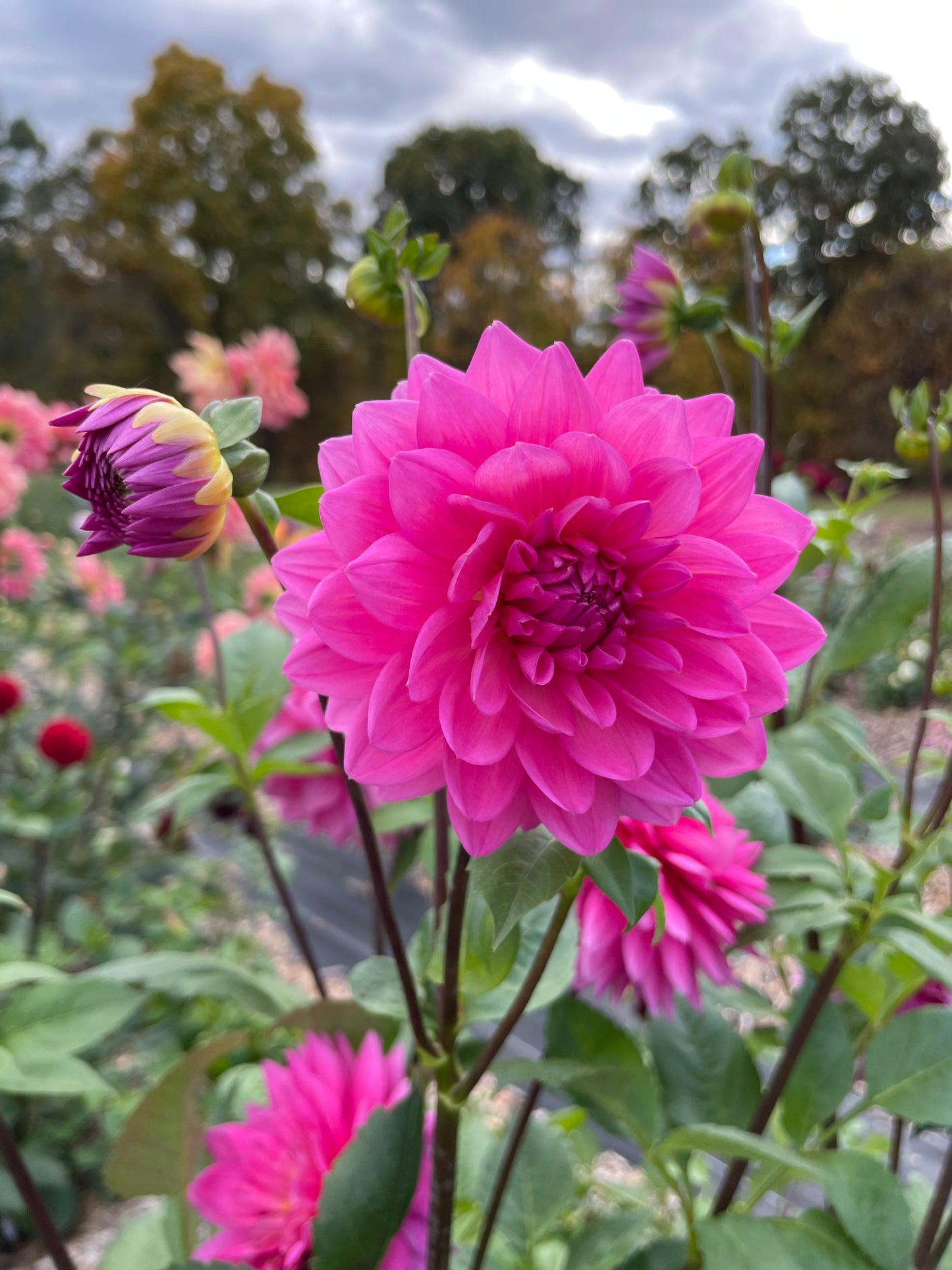 Hollyhill Sweet 16 (Waterlily)