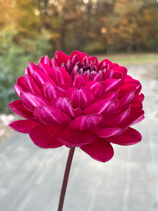 Sandia Bertha (Waterlily)