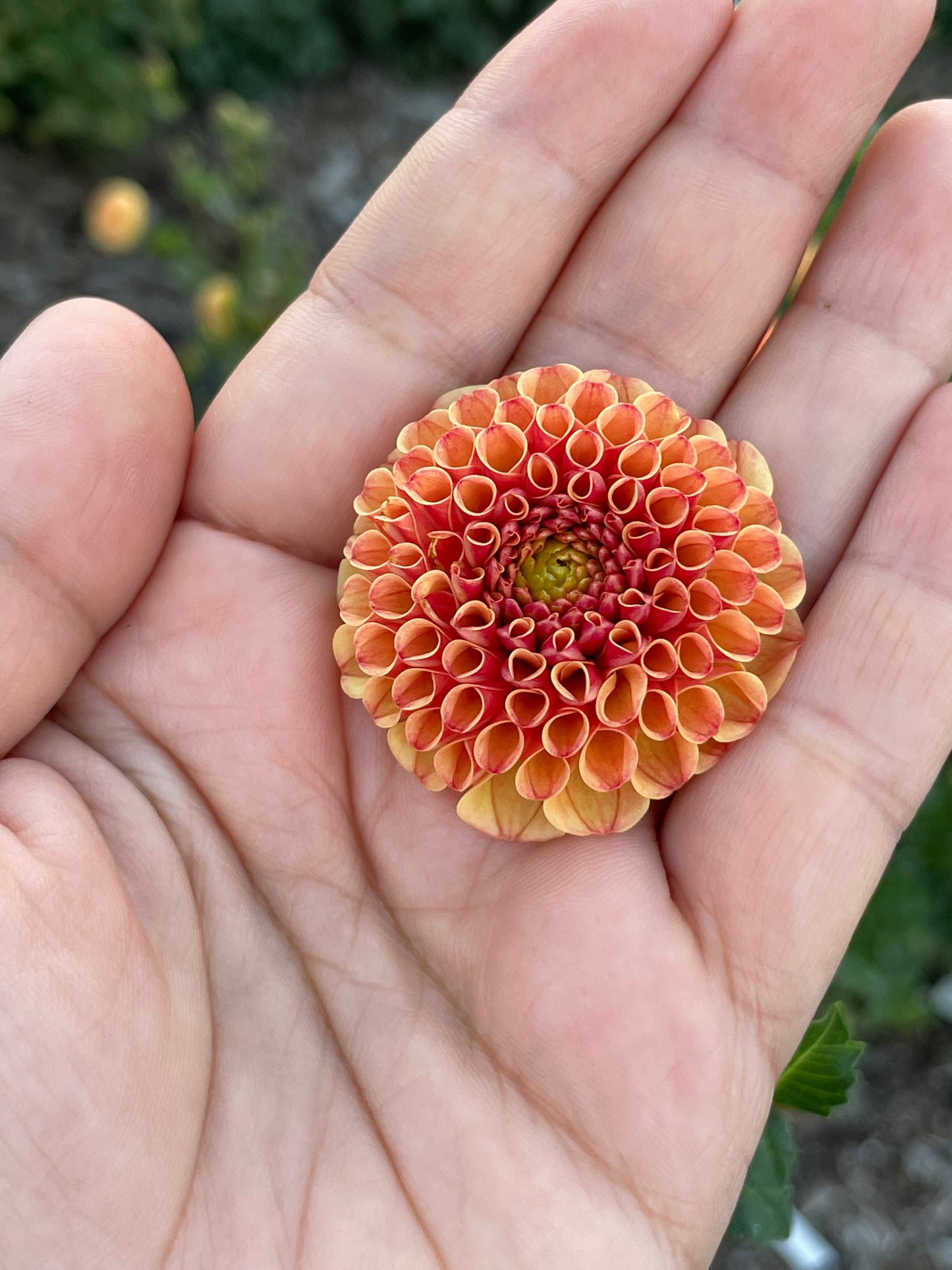 Ginger Willo (Pom)