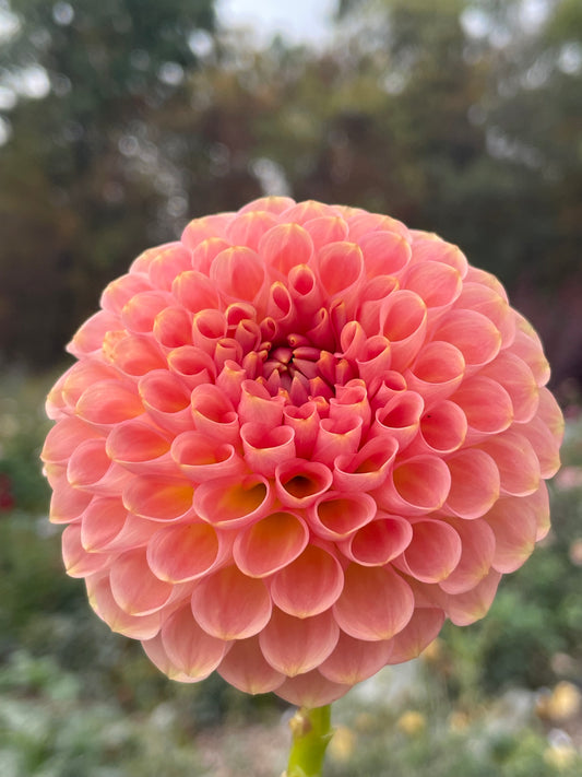 20th Ave Softer Peach