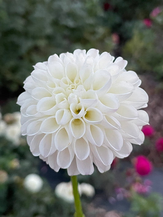 White Nettie Tuber