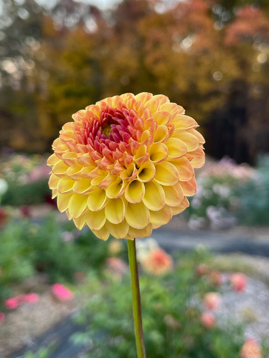 Bloomquist Burning (Pom)