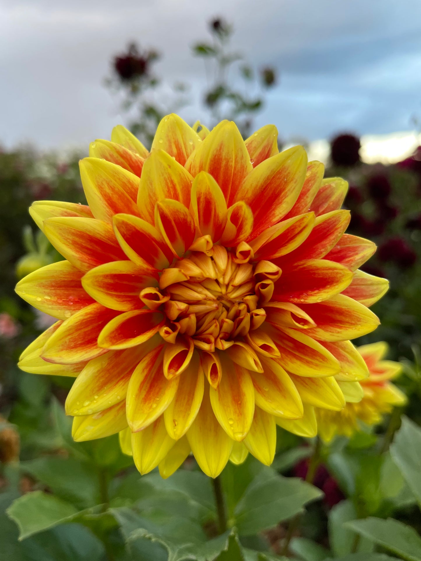 Dazzling Magic Tuber