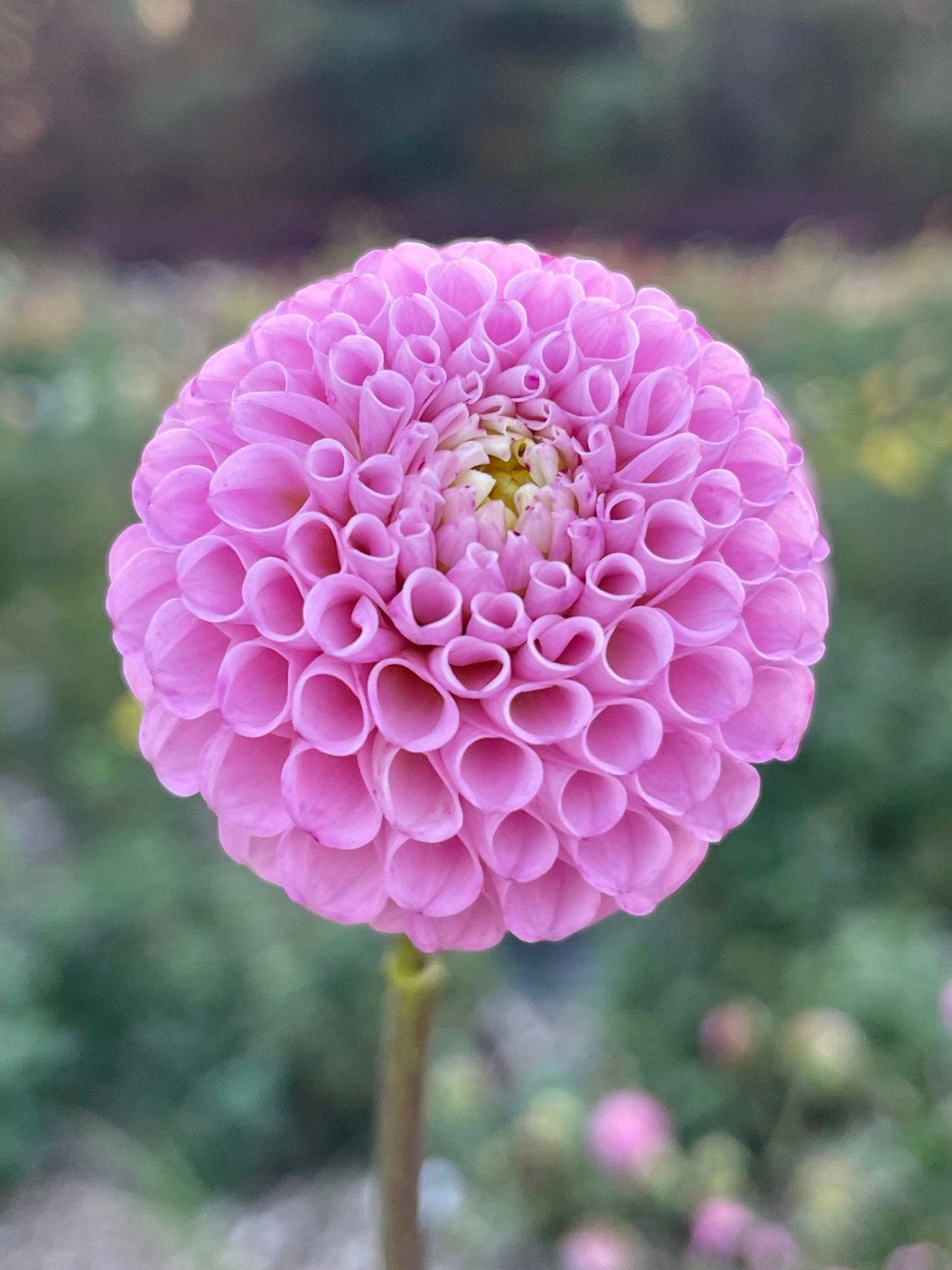 Maaike (Pom)
