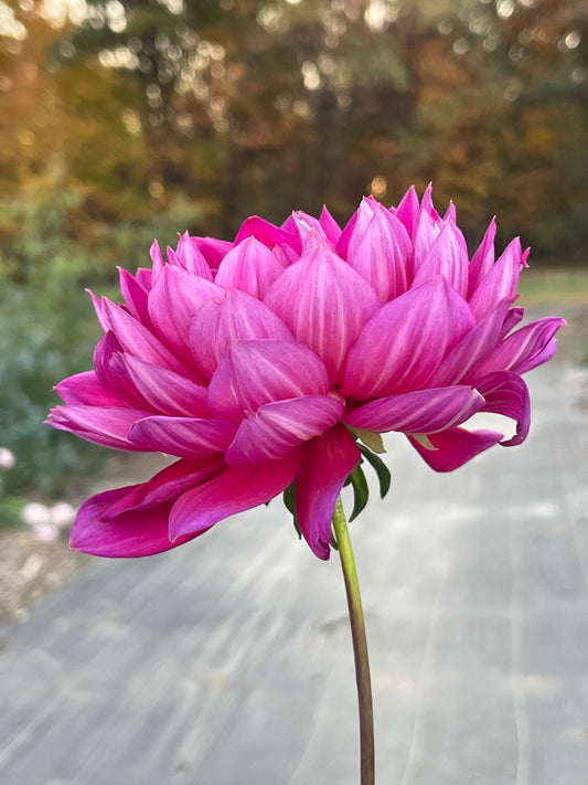 Sandia Nocturne (Waterlily)
