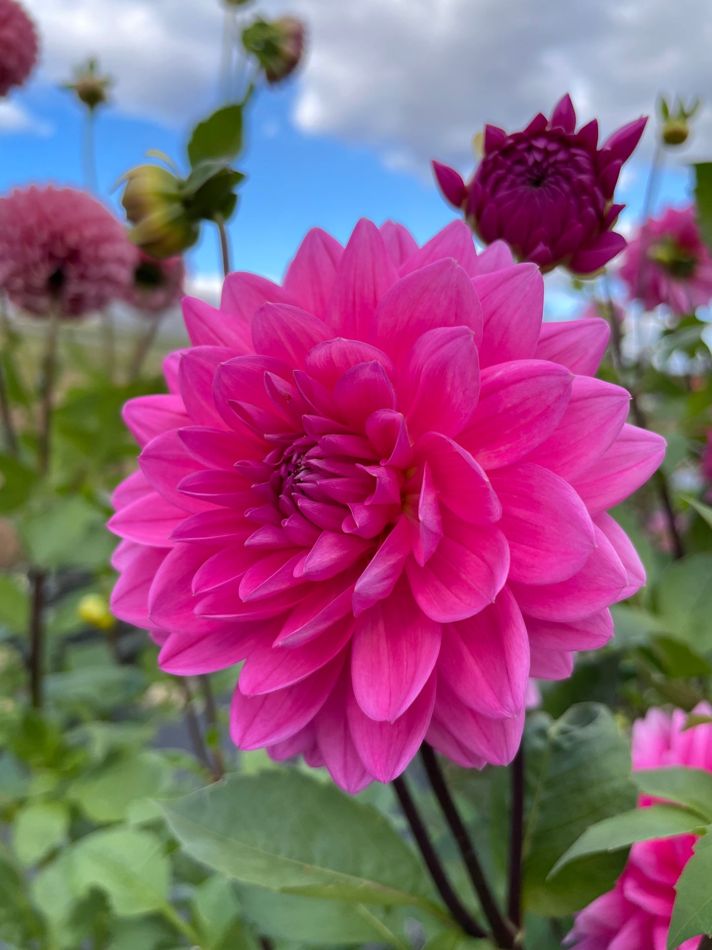 Hollyhill Sweet 16 (Waterlily)