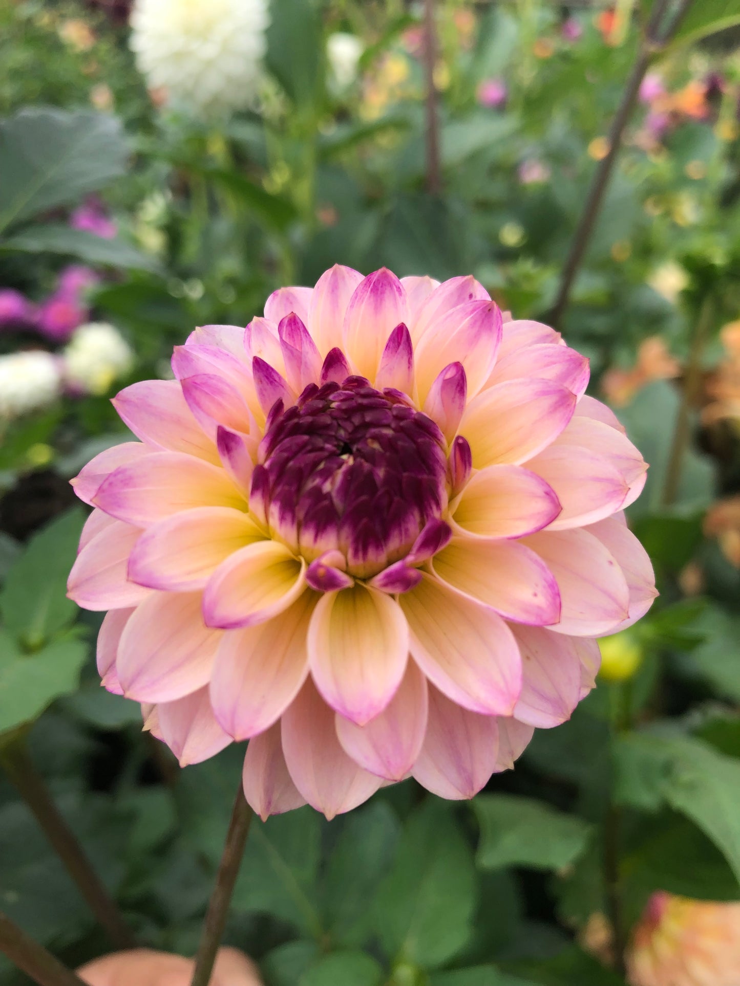 Wine-Eyed Jill Tuber