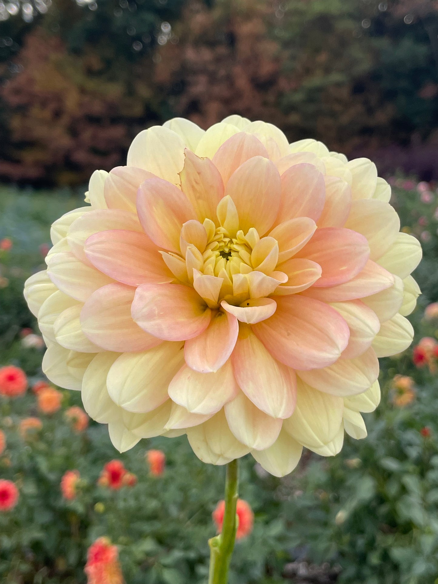 Daydreamer (Waterlily)