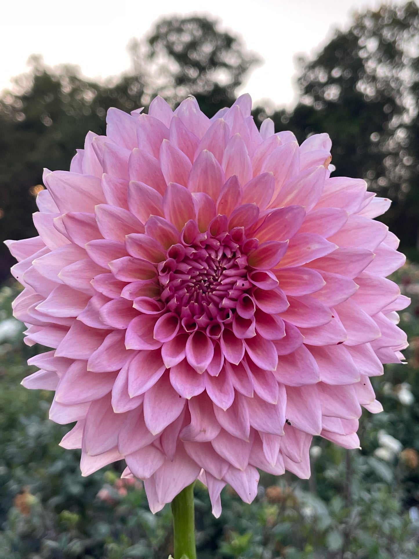 Wyn’s Pink Pearl