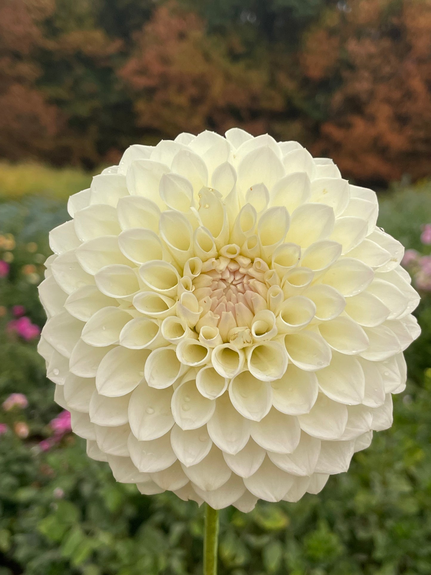 Irish Ruffles