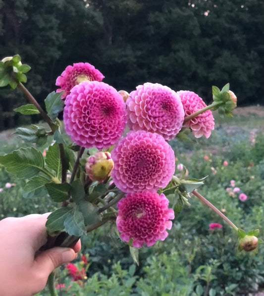 Koko Puff (Pom)