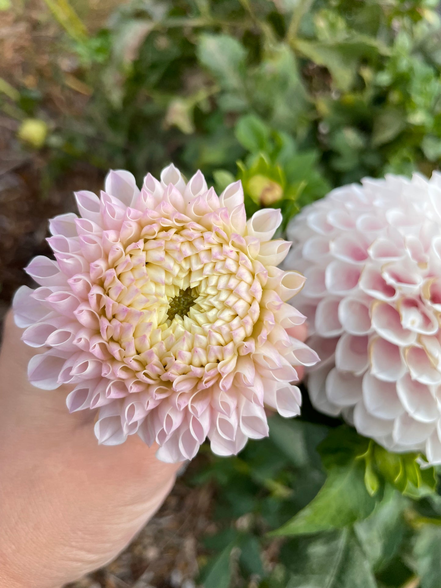 Pink Pearl