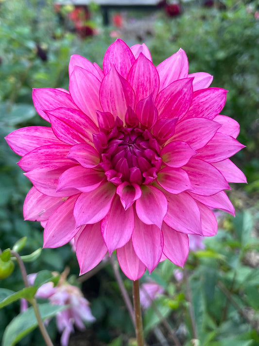 River’s Watermelon