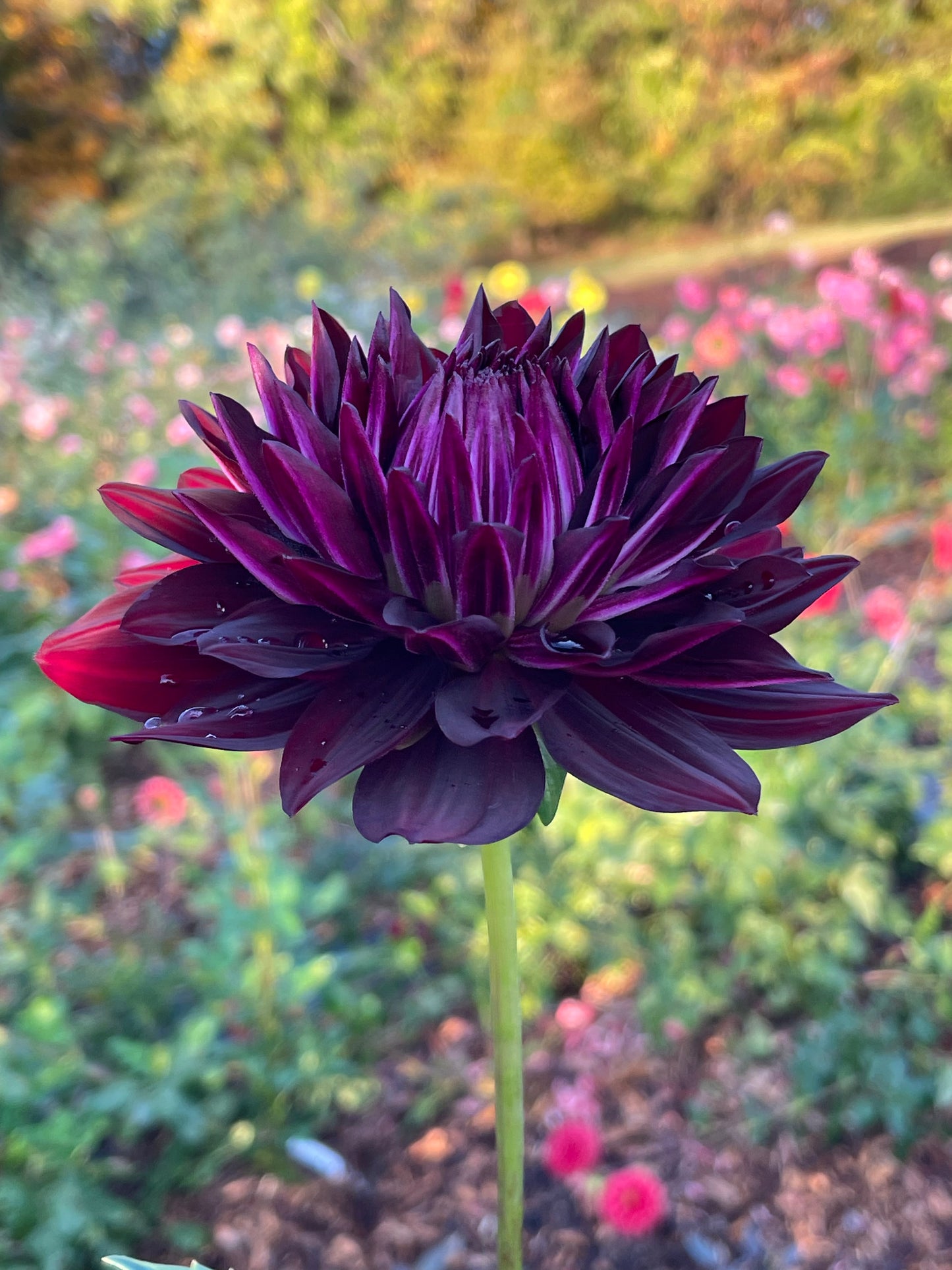 Hollyhill Black Beauty