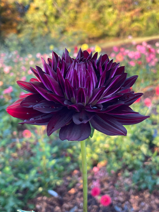 Hollyhill Black Beauty