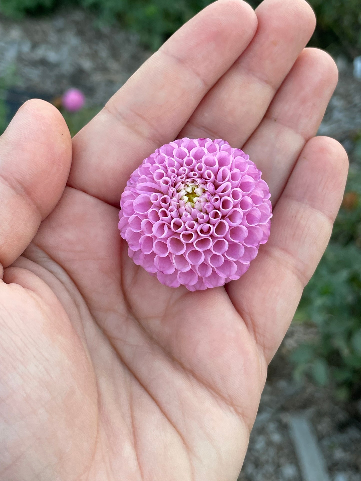 Maaike (Pom)