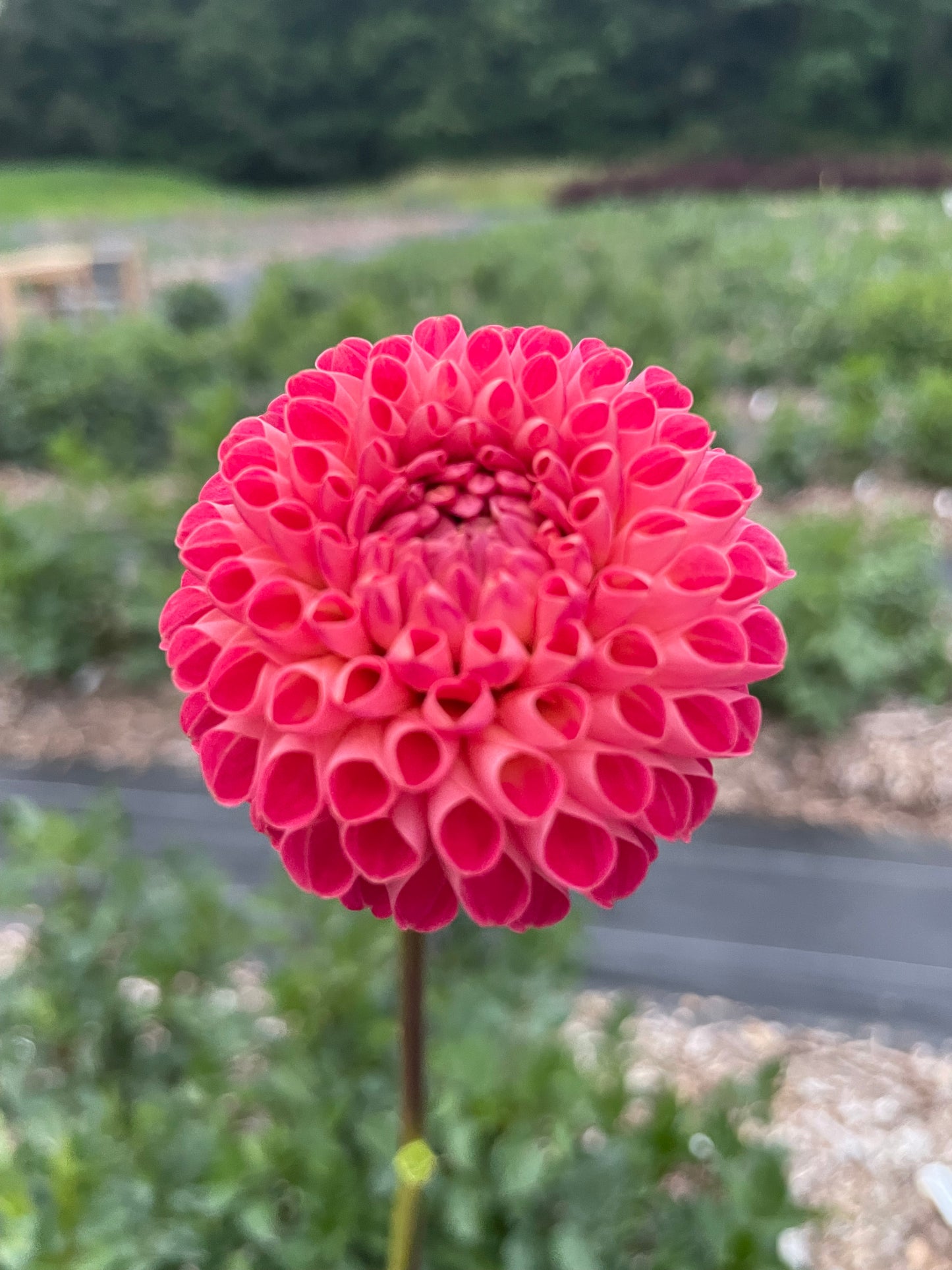 Winkie Lambrusco 🇦🇺 (Pom)