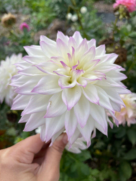 Bloomquist Sterling Tuber