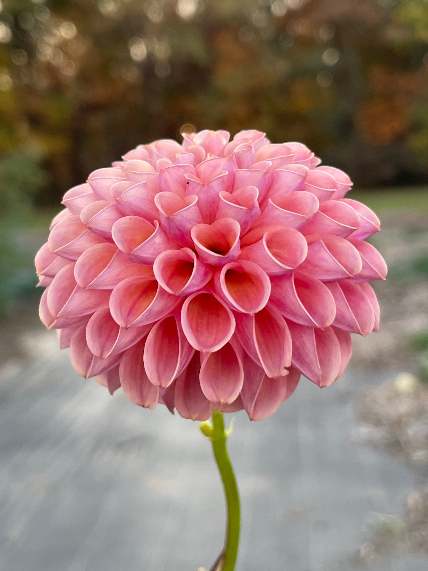 Hapet Coppery Tuber
