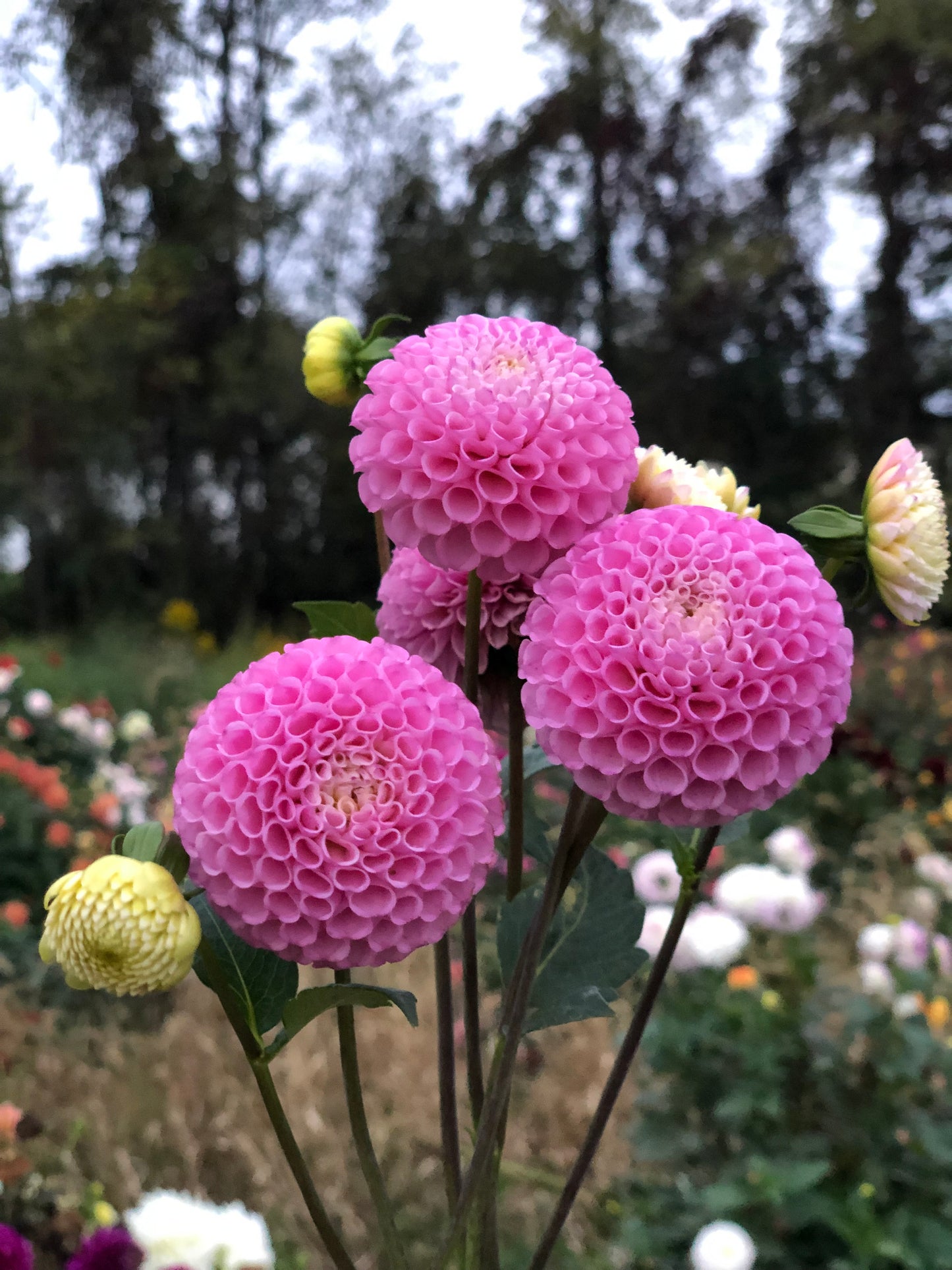 Maaike (Pom)