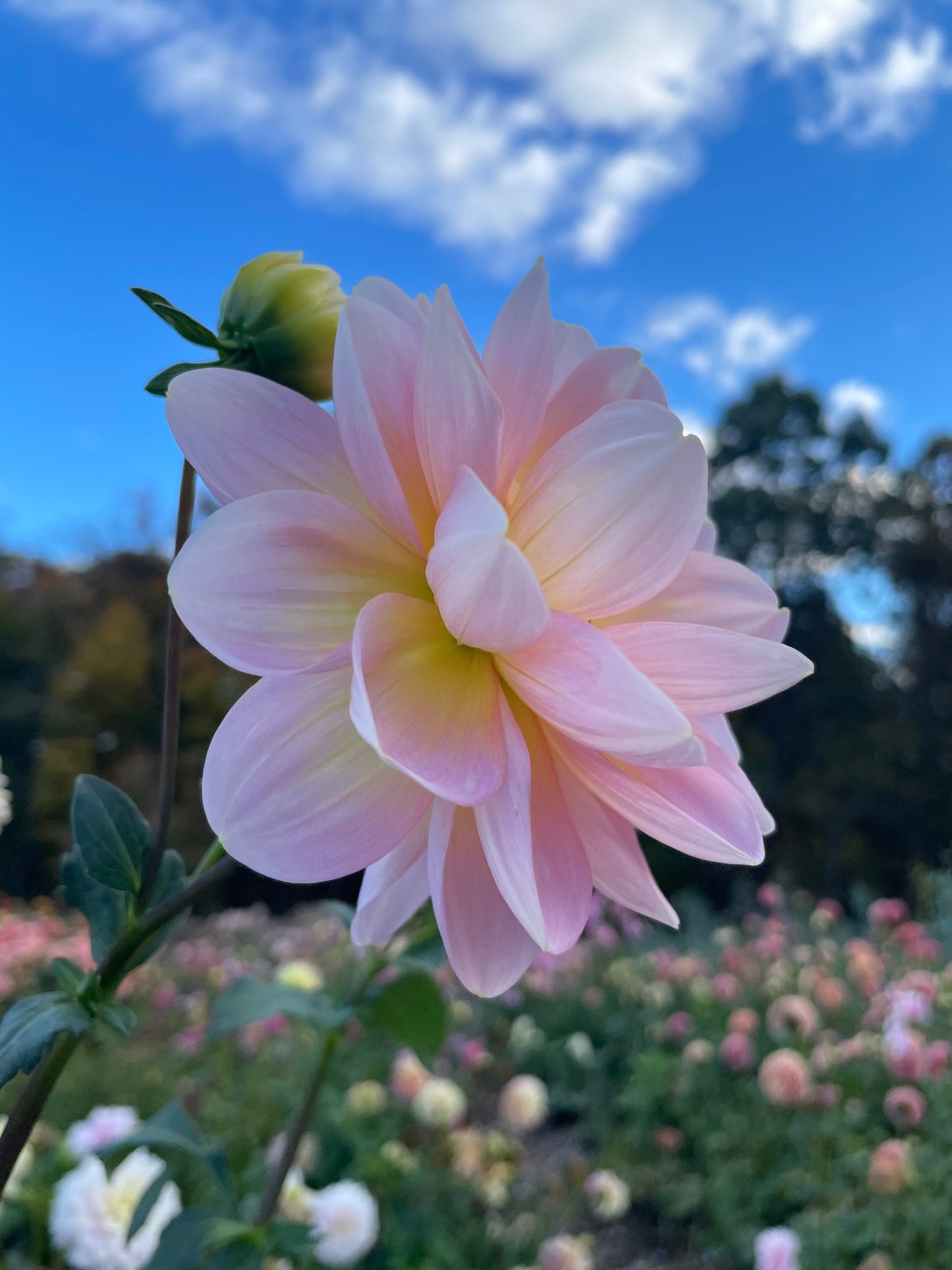 Gabbie’s Wish (Waterlily)