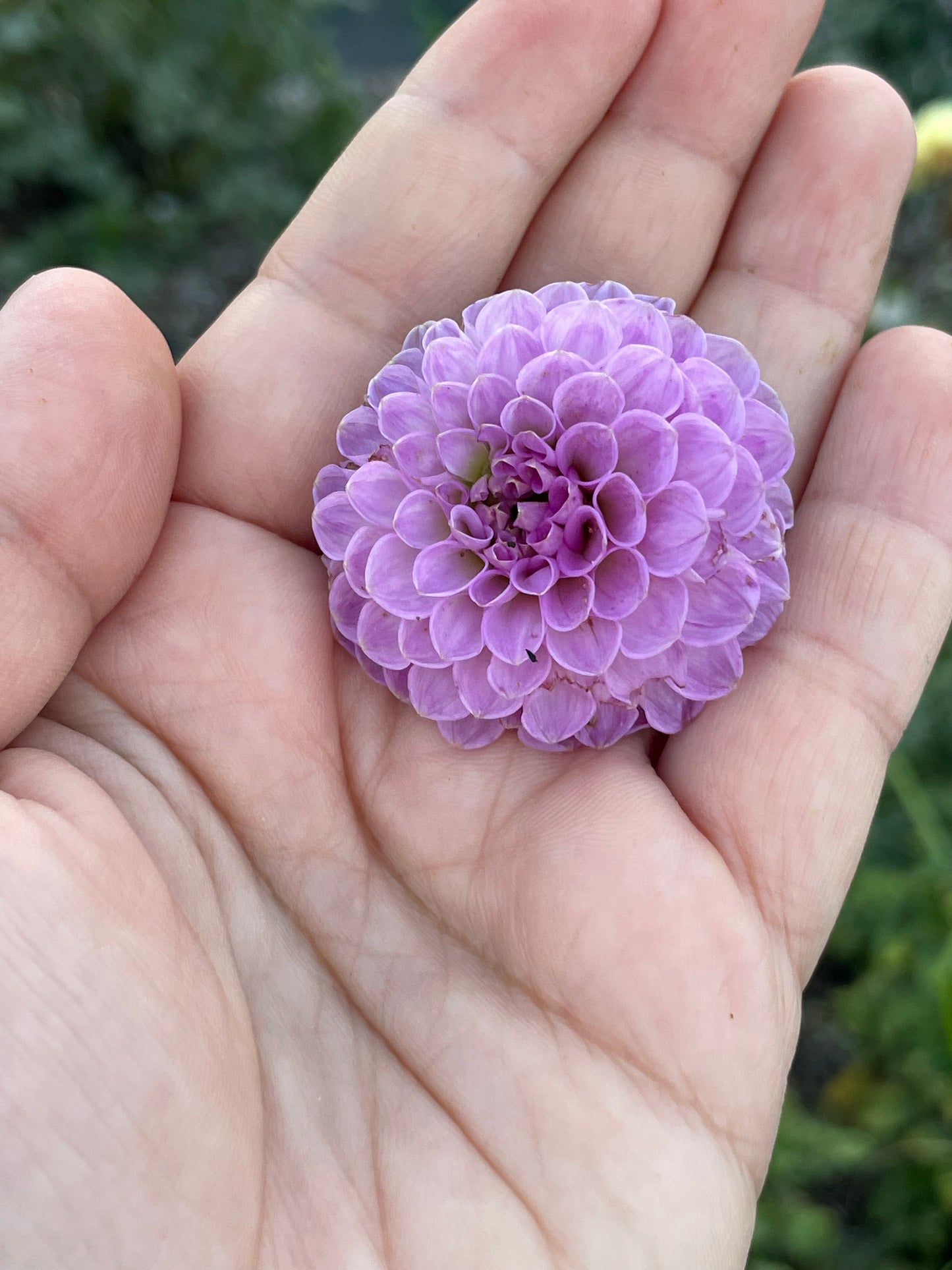 Mary Munns (Pom)