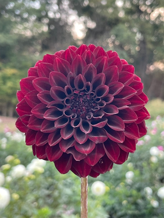 River’s Dark Chocolate