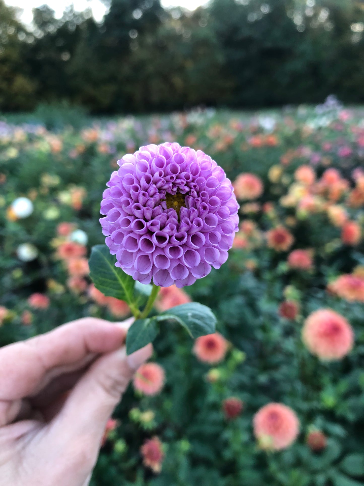 Willo Borealis (Pom)