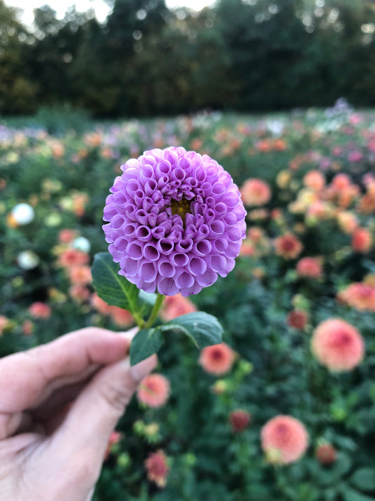 Willo Borealis (Pom)