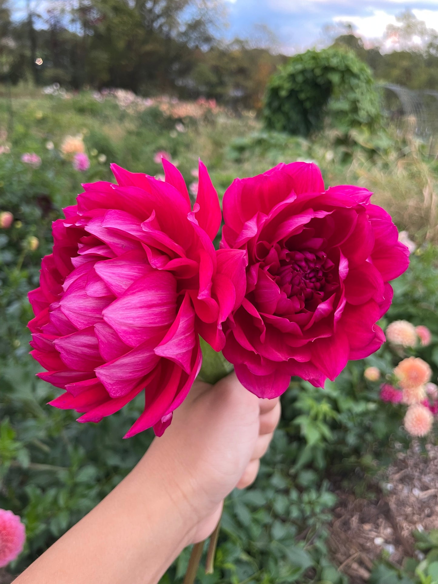 Hollyhill Pandora (Waterlily)