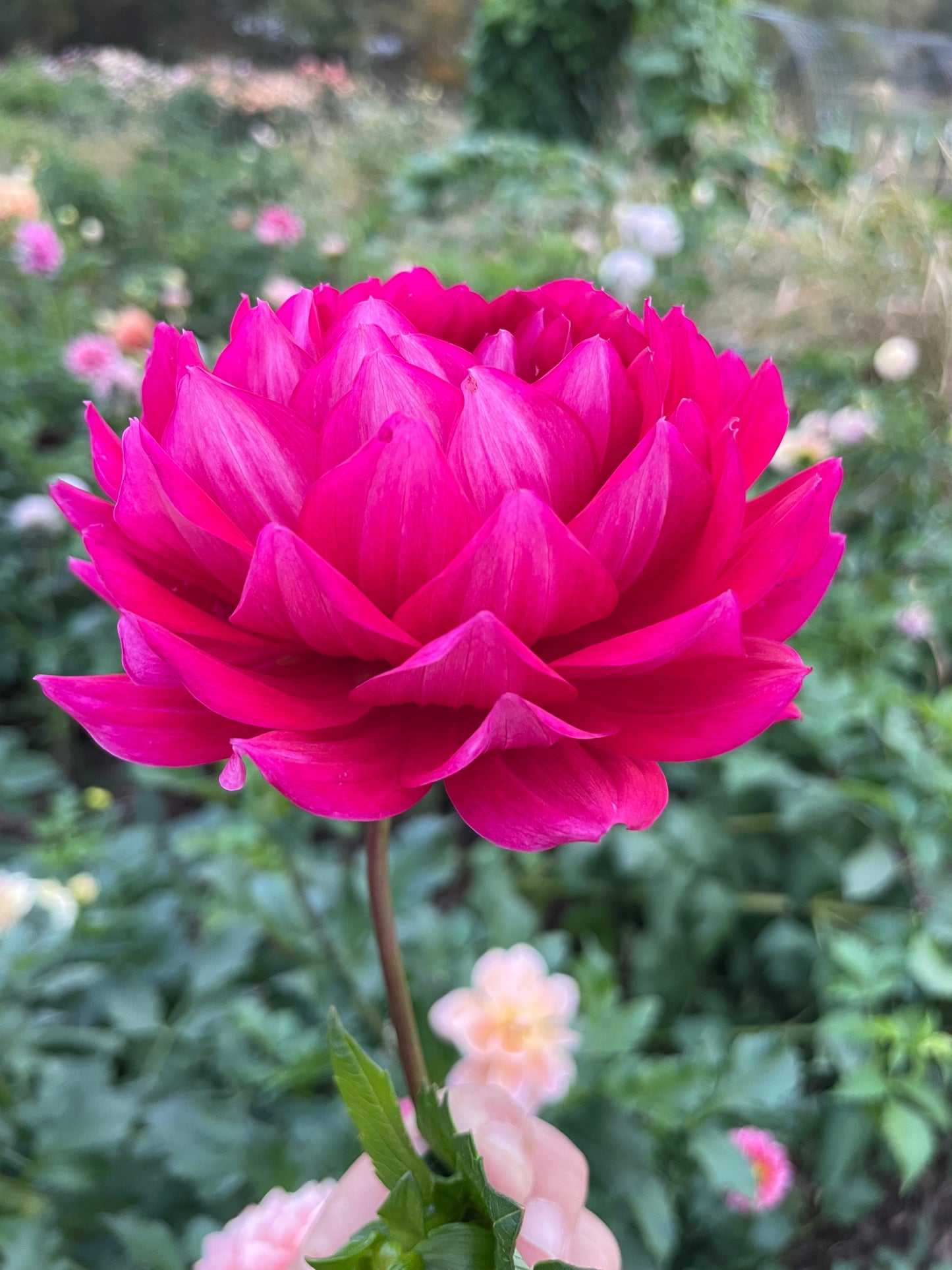 Hollyhill Pandora (Waterlily)