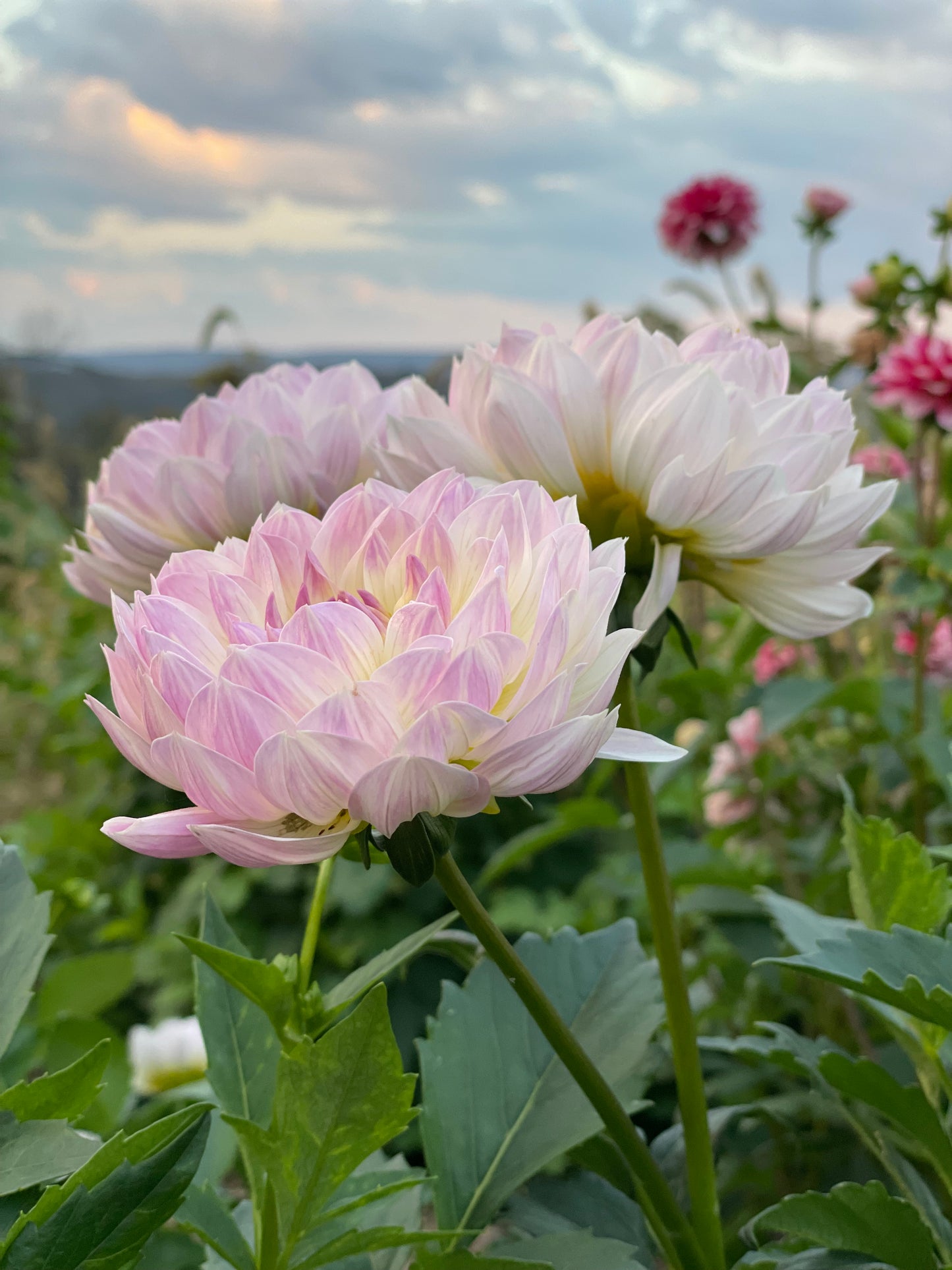 Hollyhill Lilibet (Waterlily)