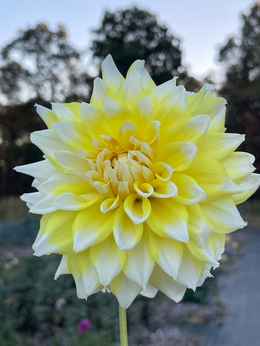 Hollyhill Lemon Ice