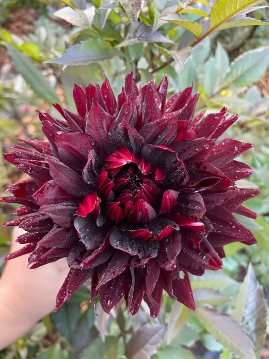 Black Jack