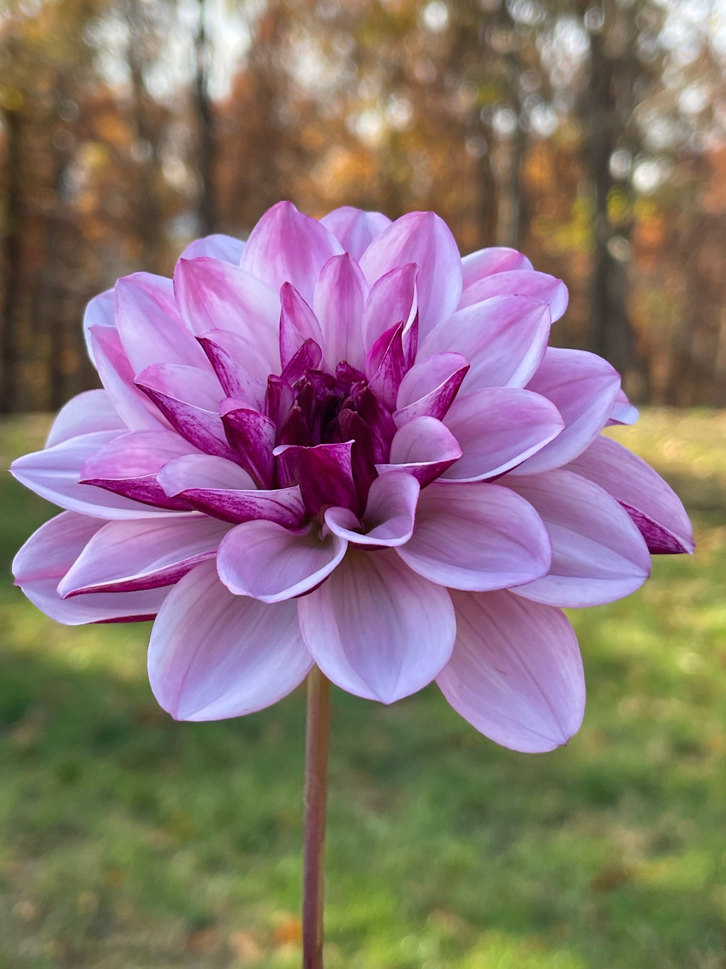 Crème de Cassis Tuber