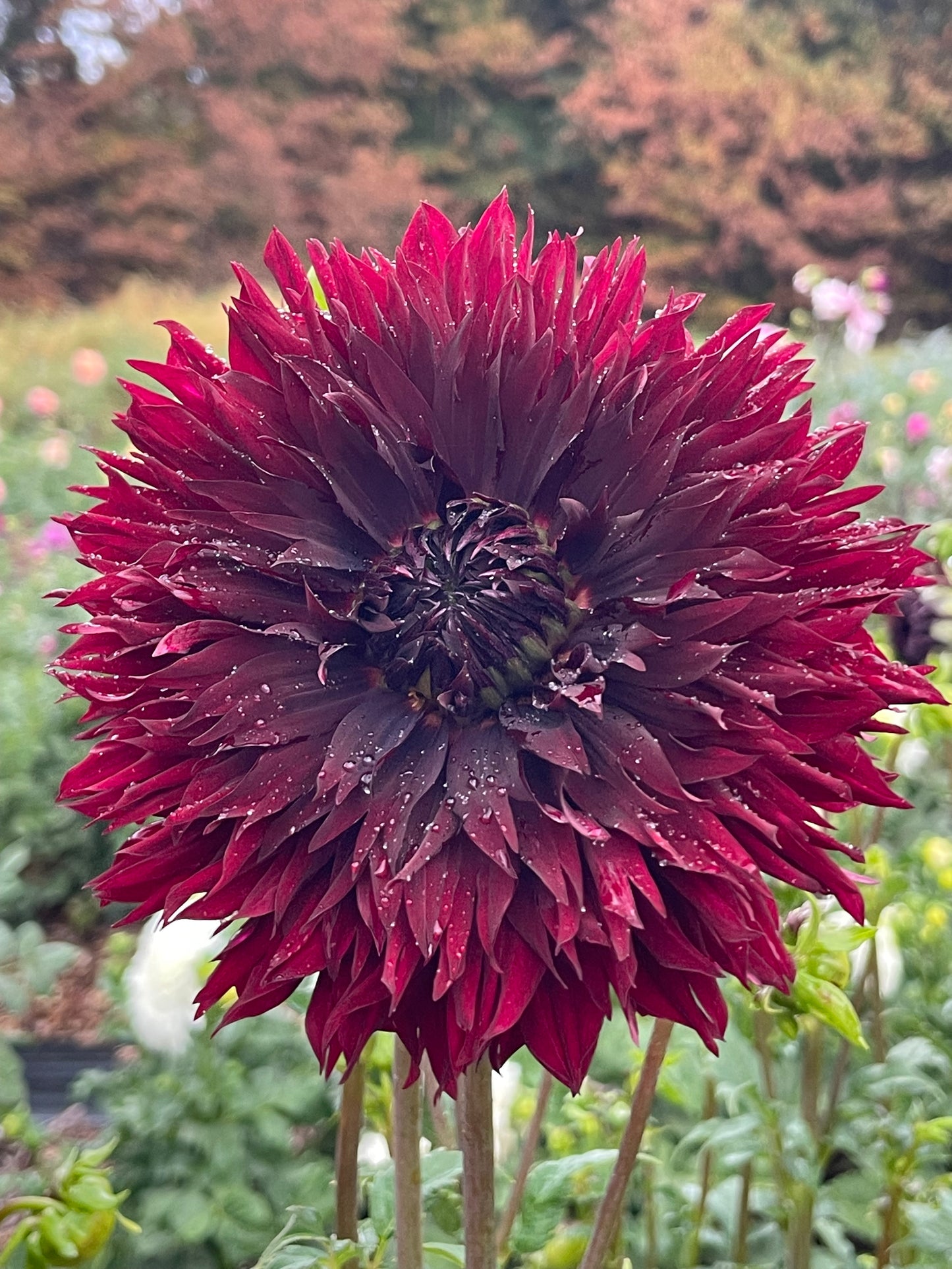 Manor Jayne (Mother Tuber)