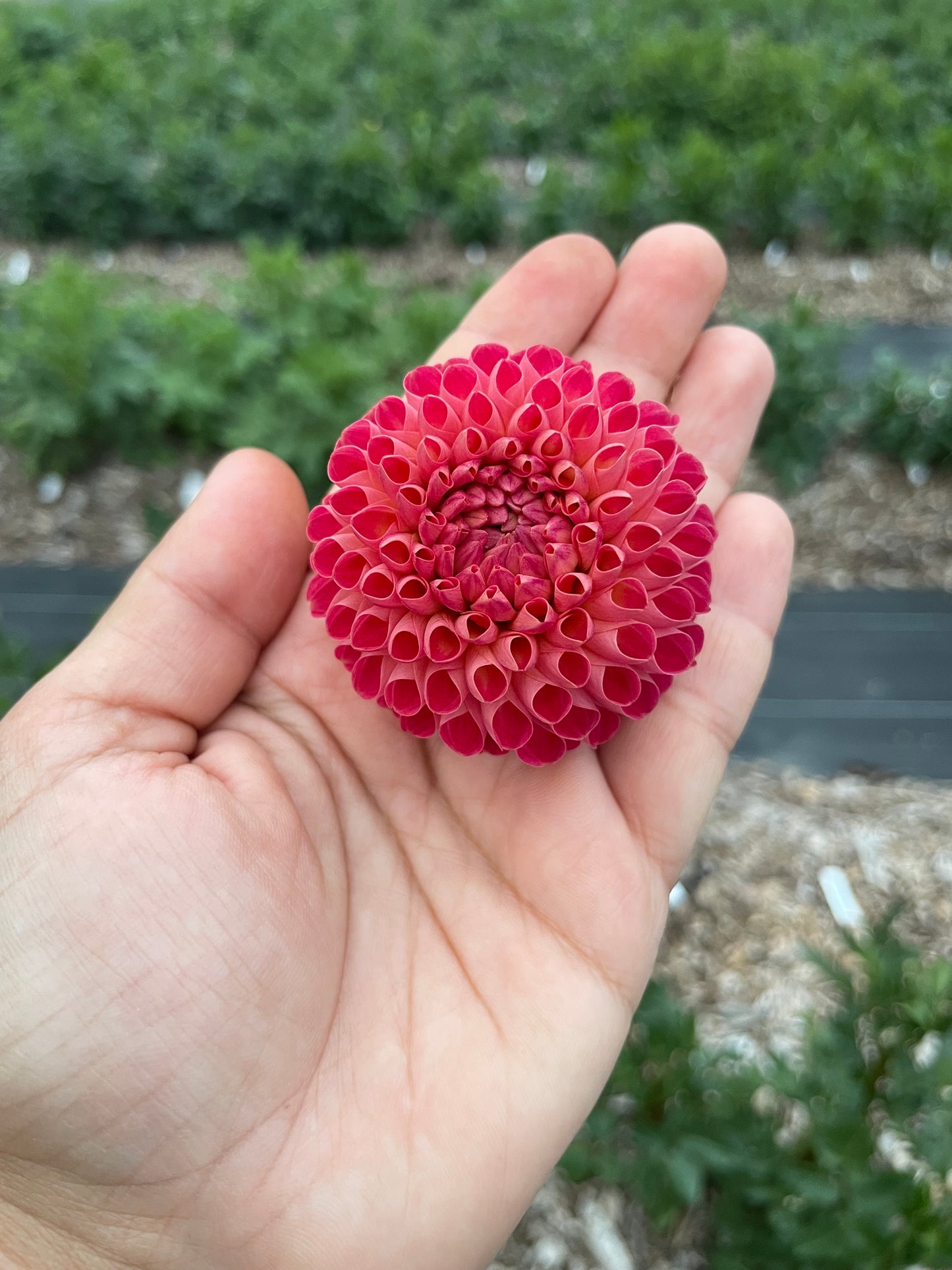 Winkie Lambrusco 🇦🇺 (Pom)