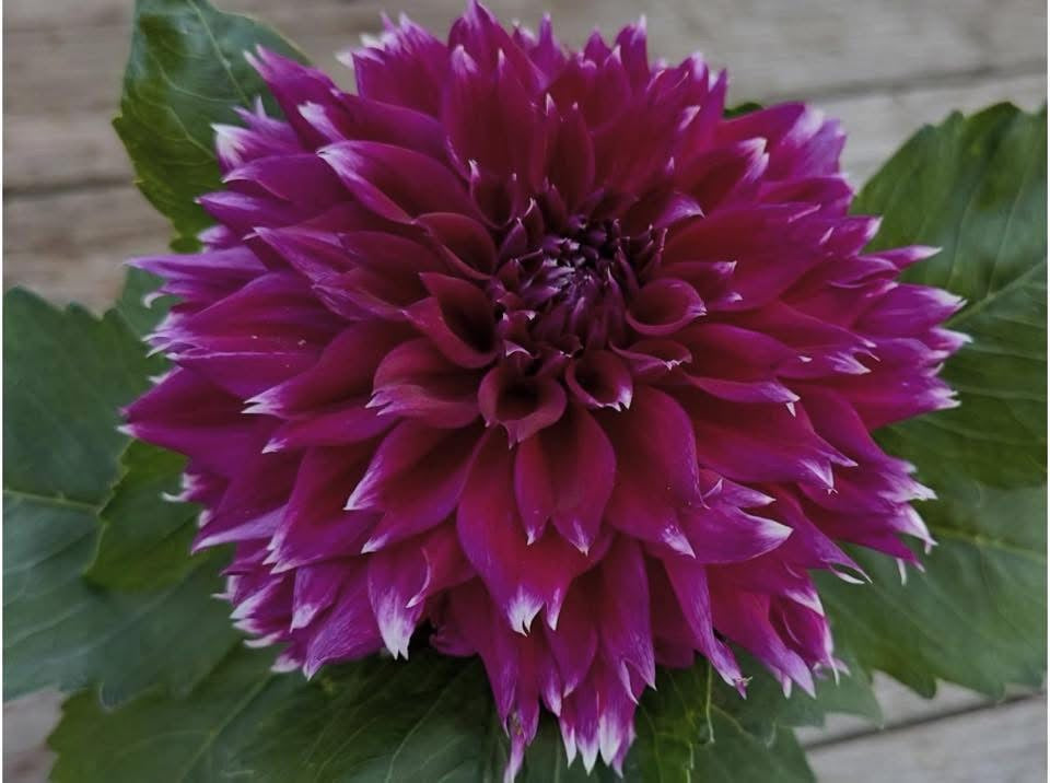 Eagle’s Sugar Plum