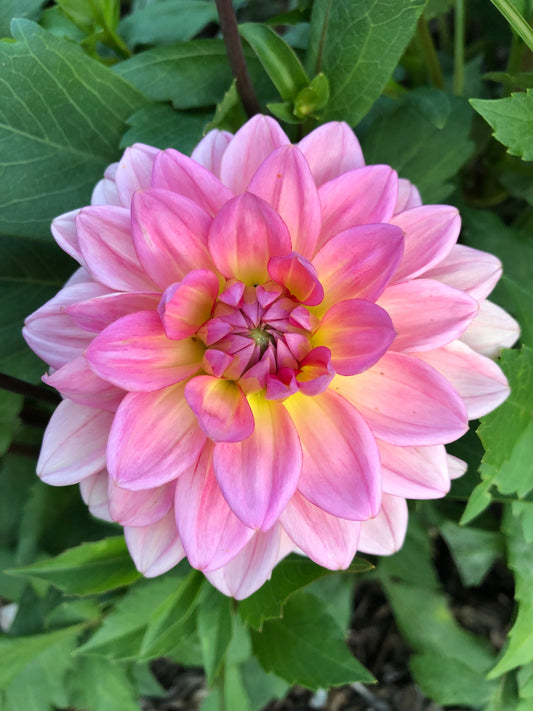 Southern Belle Tuber