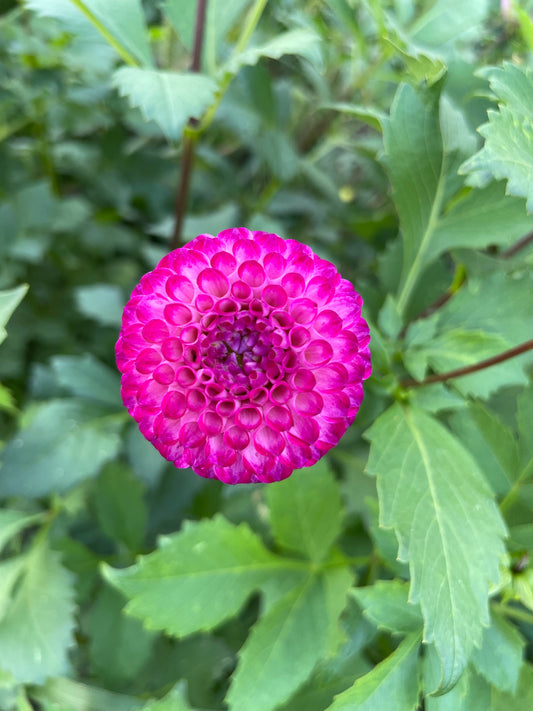 Irish Miss (Pom)