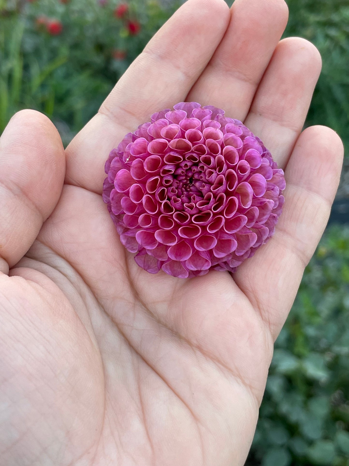 Koko Puff (Pom)