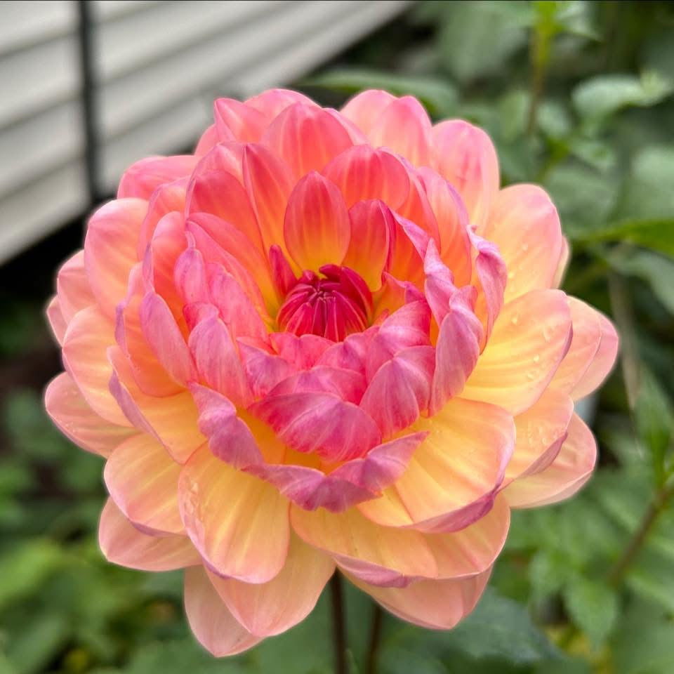 Sandia Bliss (Waterlily)