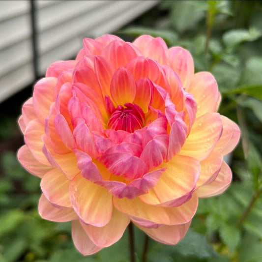 Sandia Bliss (Waterlily)